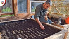 Privado: [ID: 41nrUGyChuA] Youtube Automatic