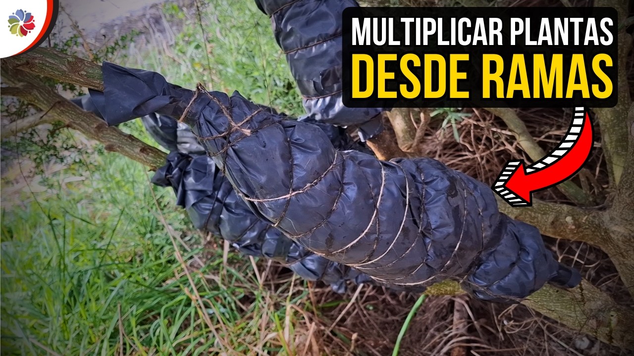 Precargar imagen