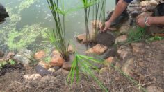 Privado: [ID: A_Ss8l_BOa8] Youtube Automatic