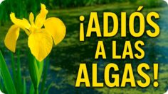 Privado: [ID: _sacxz9sd_s] Youtube Automatic