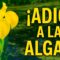 Privado: [ID: _sacxz9sd_s] Youtube Automatic