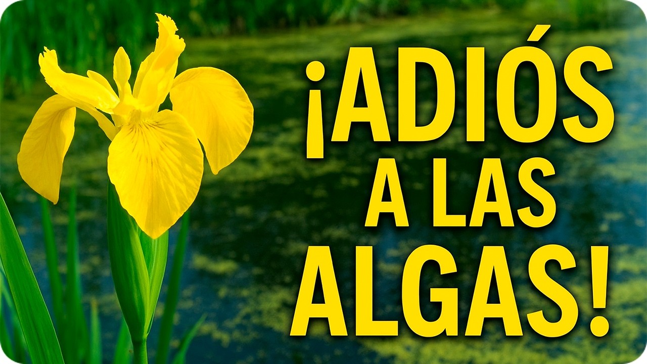 Precargar imagen