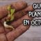 Privado: [ID: qkSCrOtLjkA] Youtube Automatic