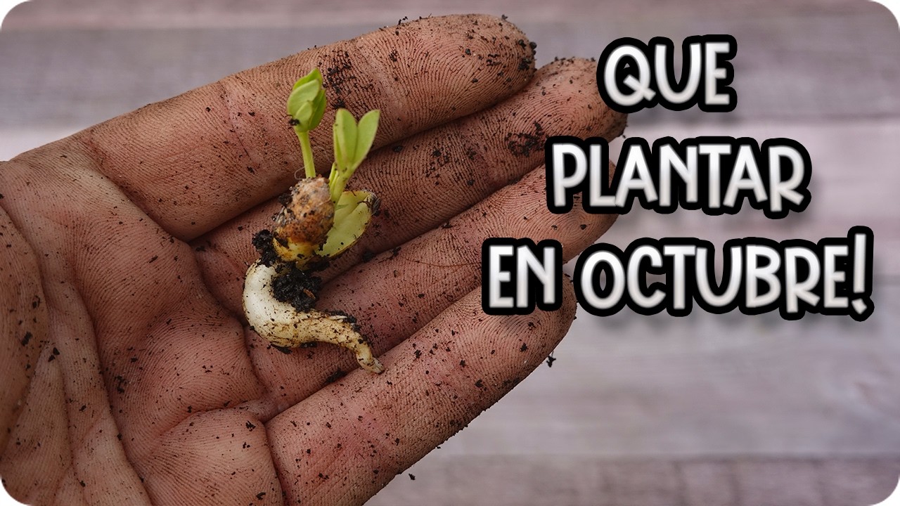 Precargar imagen