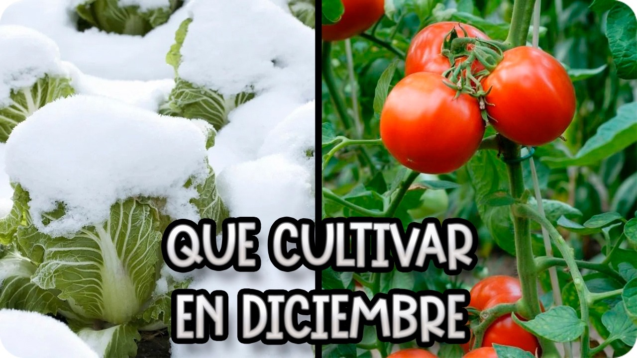 Precargar imagen