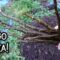 Privado: [ID: 2S4Q2Ss6qRk] Youtube Automatic