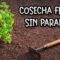 Privado: [ID: OMcSdA4Rz0o] Youtube Automatic