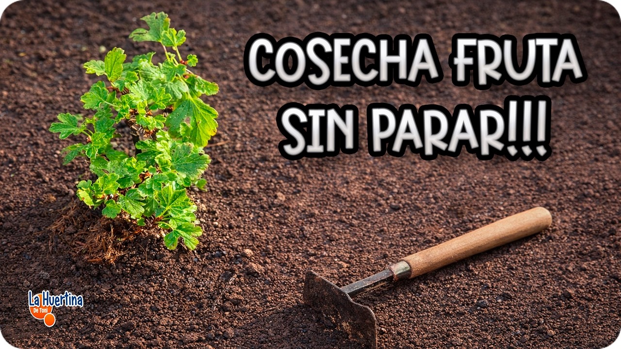 Precargar imagen