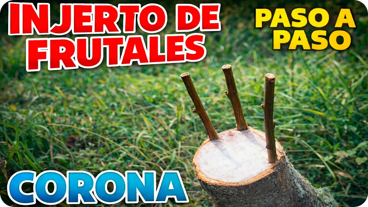 Precargar imagen