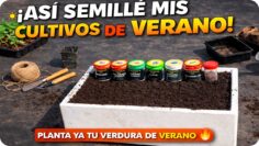 Privado: [ID: EdVdTbzeCMo] Youtube Automatic