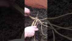 Privado: [ID: oigxcgMQu8k] Youtube Automatic