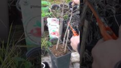 Privado: [ID: AB559dFzF8w] Youtube Automatic