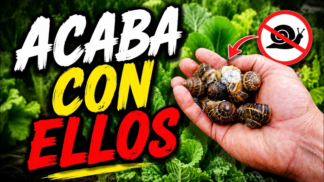Precargar imagen