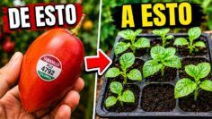 Privado: [ID: KU_QdlkY6Fo] Youtube Automatic