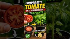Privado: [ID: 48gDltOhFZk] Youtube Automatic