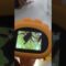Privado: [ID: ucc-gn0wLkc] Youtube Automatic